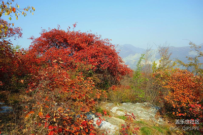 霜葉紅于二月花
