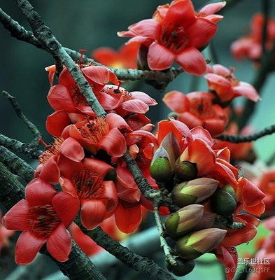 花團錦簇.紅棉