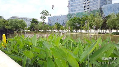 簽到，人工湖