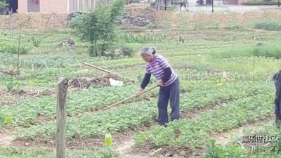 【勞動(dòng)者的歌】+贛州+媽媽是一幅勞作的畫（5）