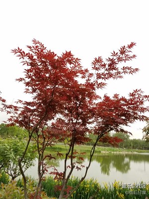 小小紅葉