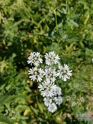 啥花？