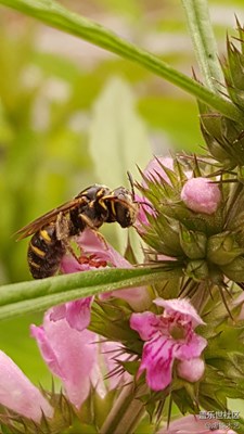 最勤勞的動(dòng)物