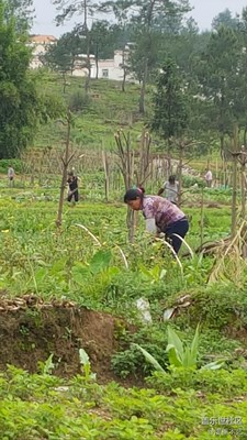 【勞動(dòng)者的歌】+贛州+媽媽是一幅勞作的畫（11）