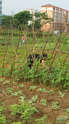 【勞動(dòng)者的歌】+贛州+媽媽是一幅勞作的畫（16）