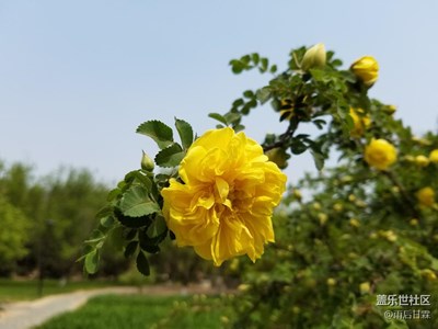 花兒黃得驕人