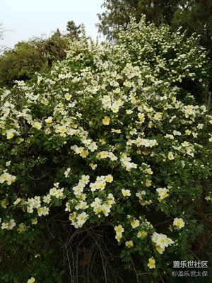 花開