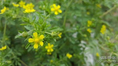 小花
