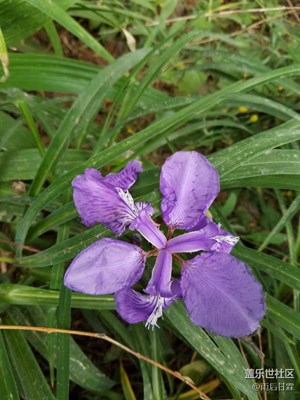 這是什么花？