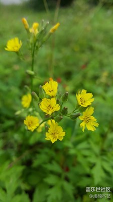 不經(jīng)修飾的美