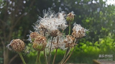 森林公園一花一草