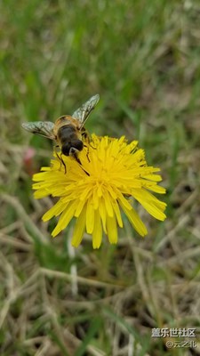 蒲公英也有春天