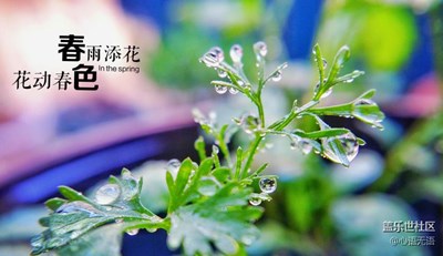 你是晨間那滴晶瑩的淚兒