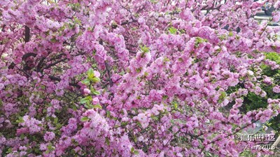 啥花