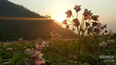 一棵小花拍來(lái)拍去