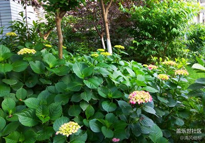 綴珠含玉的繡球花