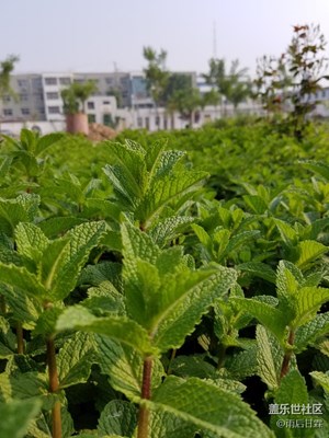 單位薄荷長(zhǎng)得郁郁蔥蔥