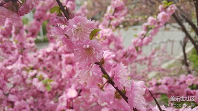 在哈爾濱的第三個春天