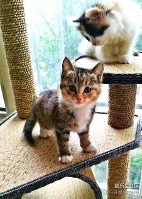 攝影周賽活動(dòng)第六期——可愛(ài)的它