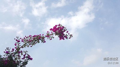 雨后小花