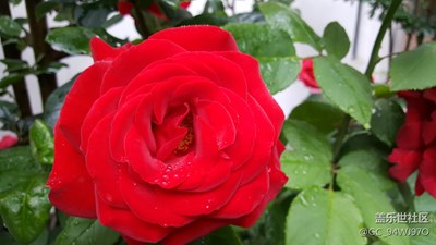 紅玫瑰