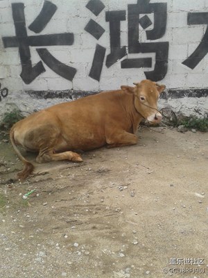 可愛的它～～廣西～～農(nóng)民的忠實(shí)伙伴