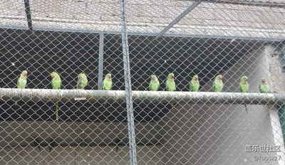 [可愛的它]+宜賓+悠閑鳥