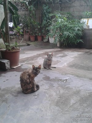 【可愛的它】  廣西     等吃的小家伙