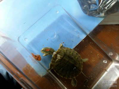 【可愛的它】+南昌+捕食的小巴