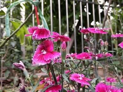 石竹花開——簡單的艷麗