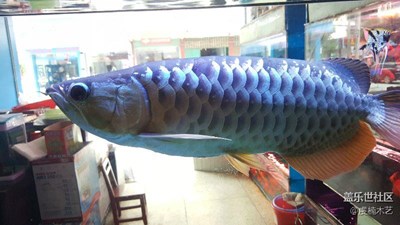 【可愛的它】+贛州+神態(tài)悠然的金龍魚