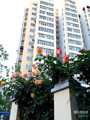 樓下盛開的月季