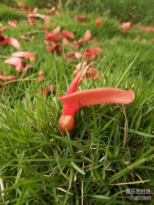 喜氣洋洋的象牙紅