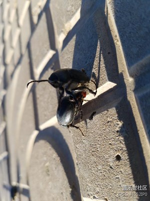 蟲蟲的日常