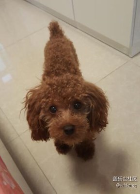 【可愛的它】+北京+可樂(lè)兒