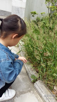 看花