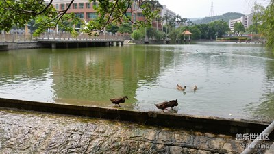 【可愛的它】泉州 秋中湖的鵝與鳧