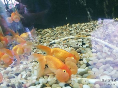 【可愛的它】+杭州+叔叔帶你看金魚