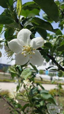 花兒