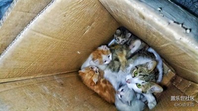 【可愛(ài)的它】北京，偉大的母愛(ài)