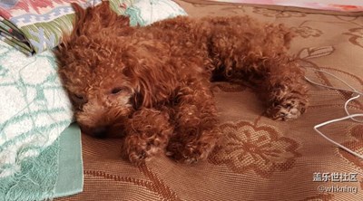 【可愛的它】+北京+可樂(lè)兒（第二期）