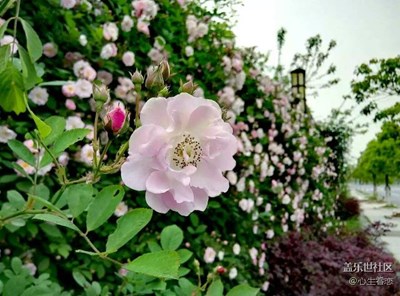 發(fā)現(xiàn)世間純粹的美