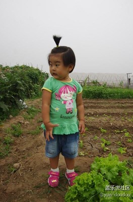 夏天菜地有驚奇