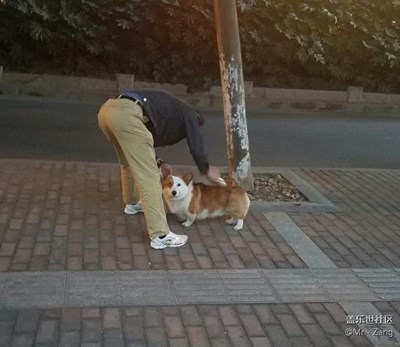 【可愛的它】+南京+柯基