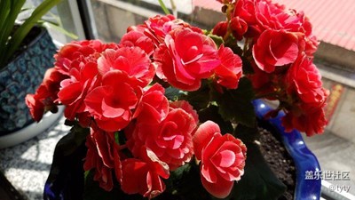 溫馨的家幸福的花