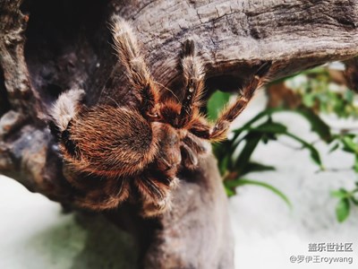 三星Galaxy S7輕松拍遍動(dòng)物園