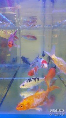 [可愛的它]+東莞+自由自在的金魚
