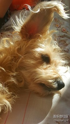 【可愛的它】+天津+飄逸的長耳朵