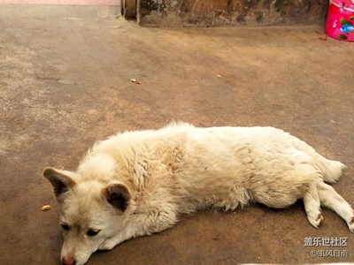 【可愛的它】+遼寧 + 轉(zhuǎn)眼間你已長大