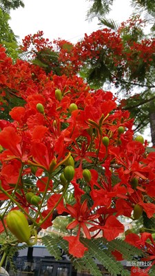 又到鳳凰花開的季節(jié)